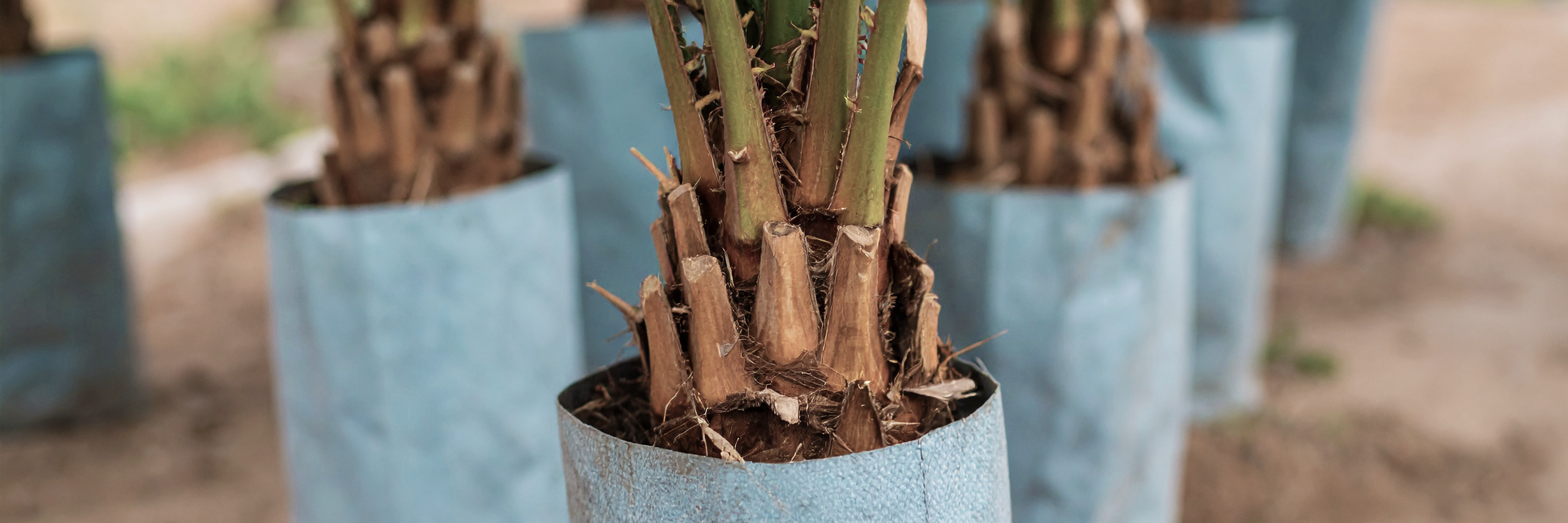 Ogrzewanie palm egzotycznych